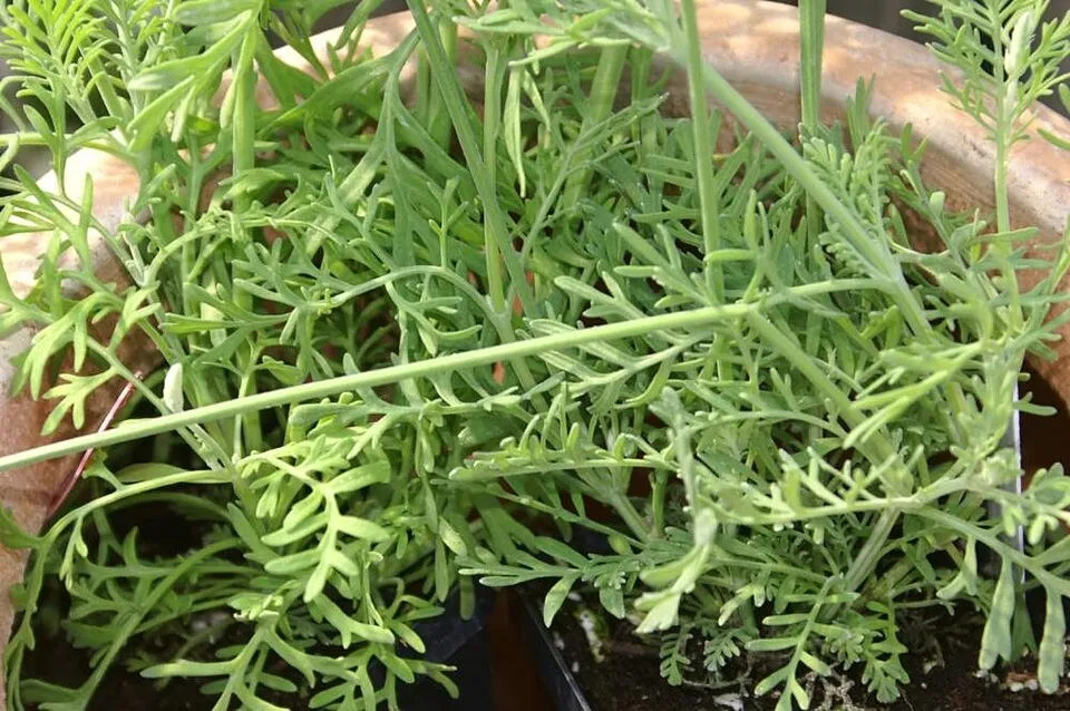 Hibrid levendula / Lavandula × intermedia 'Grappenhall'