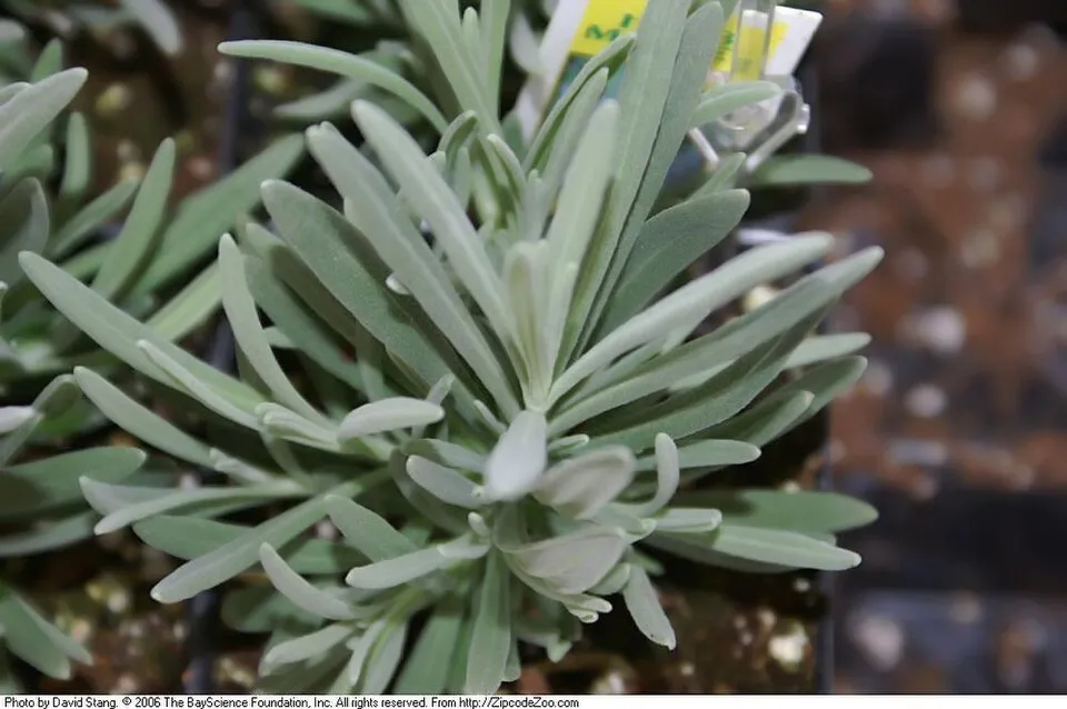 Hibrid levendula / Lavandula × intermedia 'Grosso'