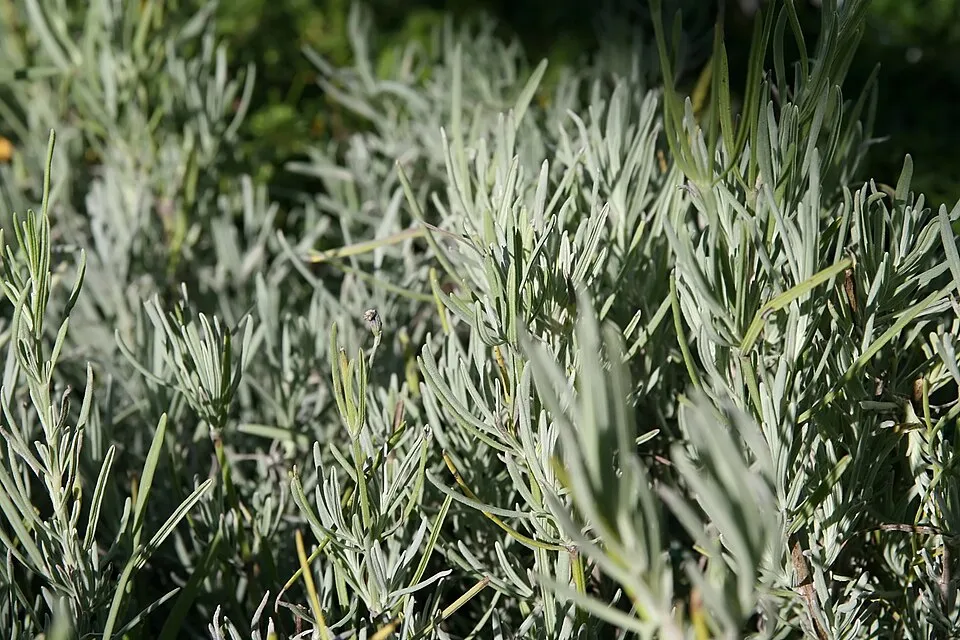 Hibrid levendula / Lavandula × intermedia 'Grosso'