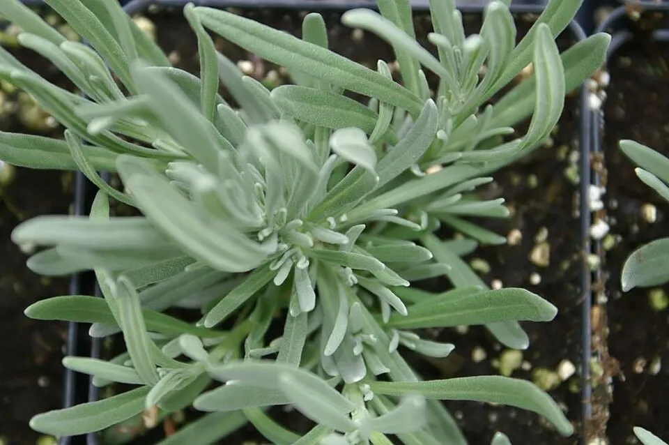 Hibrid levendula / Lavandula × intermedia 'Phenomenal'