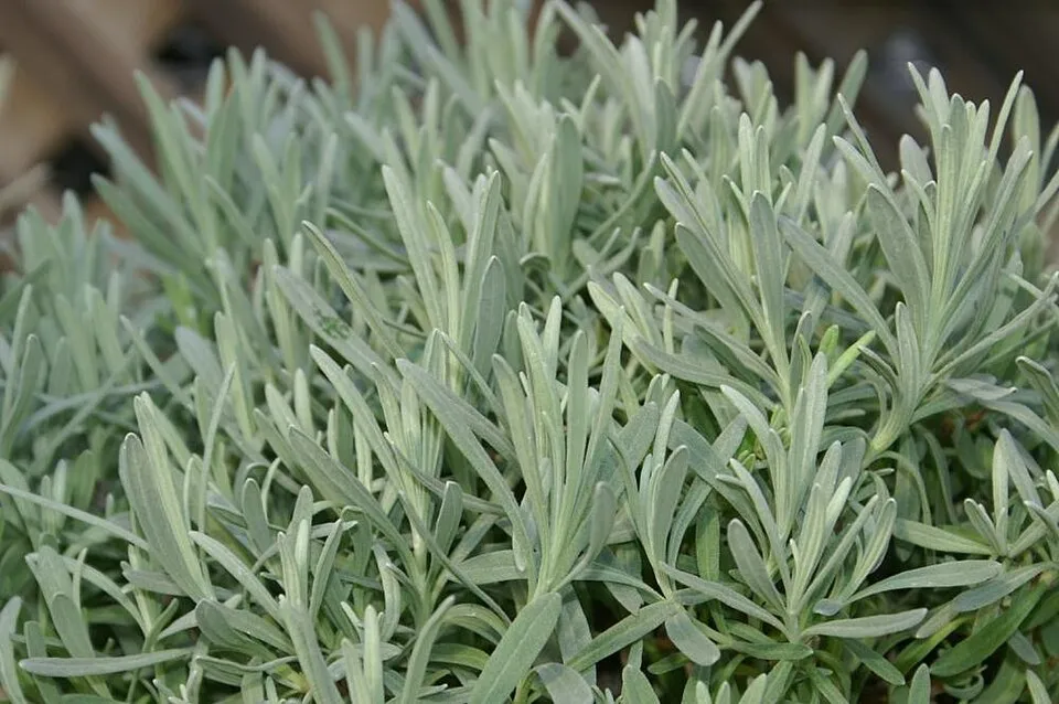 Hibrid levendula / Lavandula × intermedia 'Phenomenal'