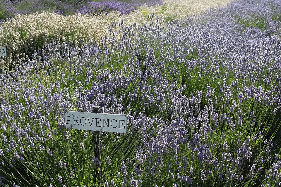 Hibrid levendula / Lavandula × intermedia 'Provence'