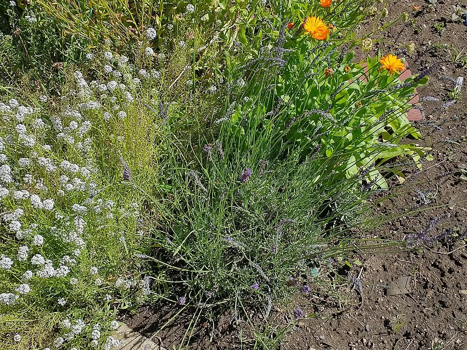 Hibrid levendula / Lavandula × intermedia 'Provence'