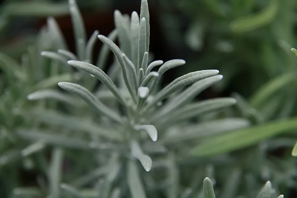 Hibrid levendula / Lavandula × intermedia 'Provence'