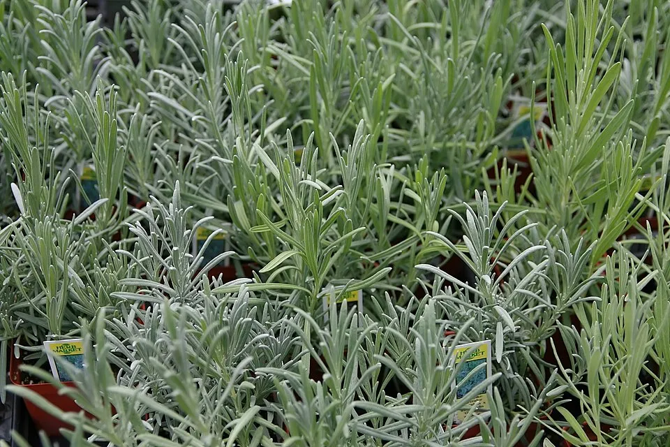 Hibrid levendula / Lavandula × intermedia 'Provence'