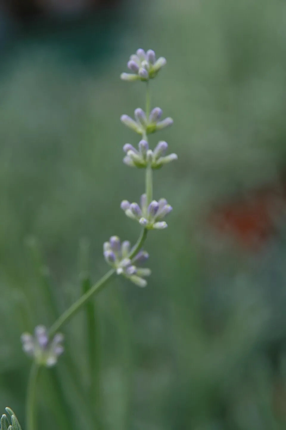Hibrid levendula / Lavandula × intermedia 'Provence'