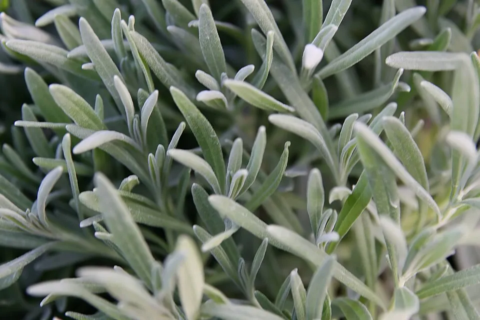 Hibrid levendula / Lavandula × intermedia 'Provence'