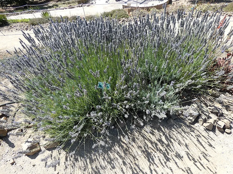 Hibrid levendula / Lavandula × intermedia 'Provence'