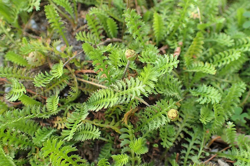 Barna lúgvirág / Leptinella squalida 'Platt's Black'