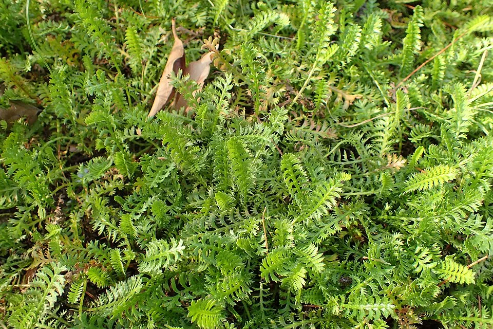 Barna lúgvirág / Leptinella squalida 'Platt's Black'