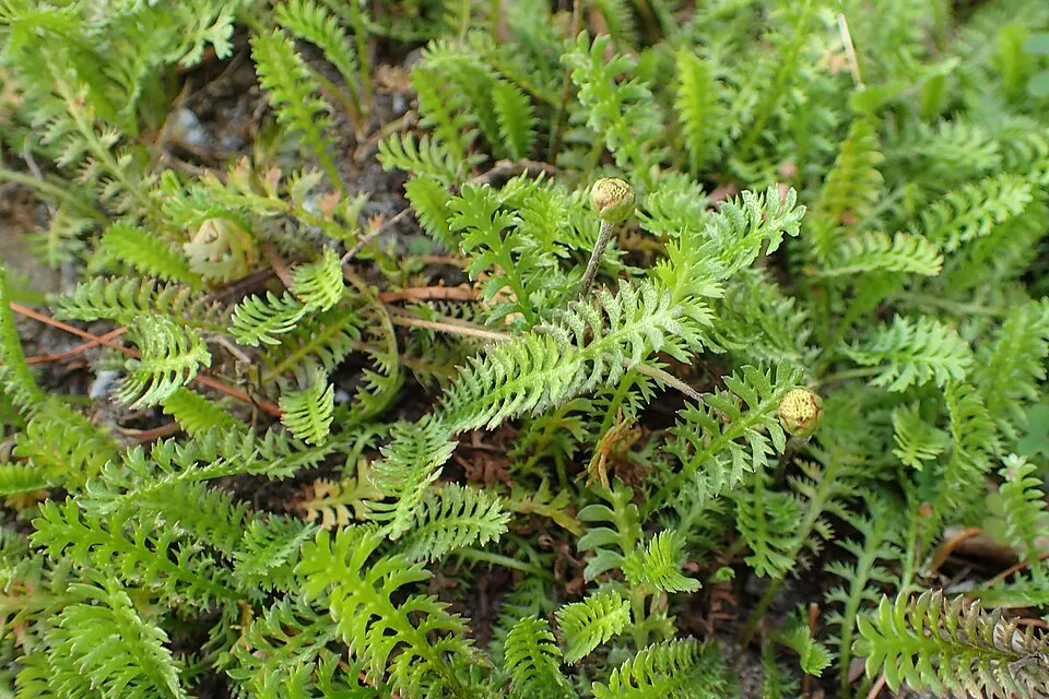 Barna lúgvirág / Leptinella squalida 'Platt's Black'