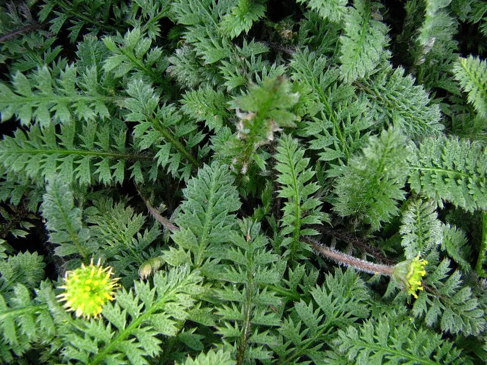 Barna lúgvirág / Leptinella squalida 'Platt's Black'