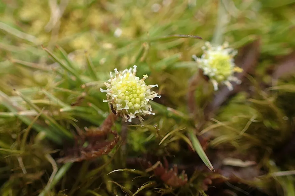 Barna lúgvirág / Leptinella squalida 'Platt's Black'