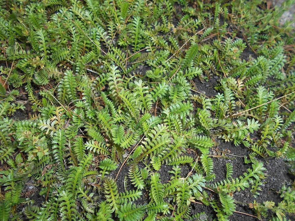 Barna lúgvirág / Leptinella squalida 'Platt's Black'