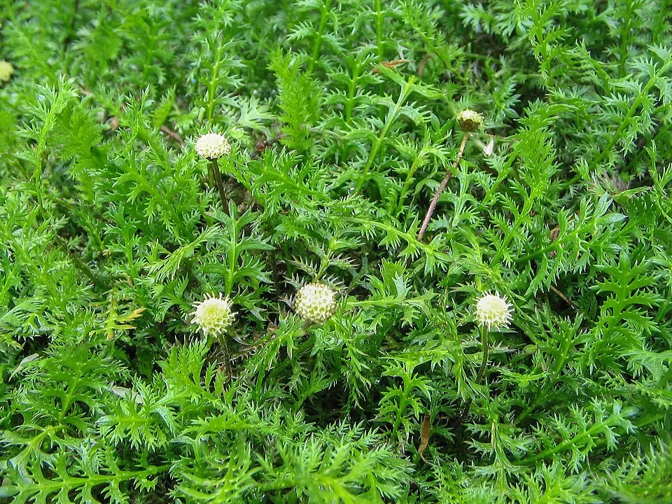 Barna lúgvirág / Leptinella squalida 'Platt's Black'