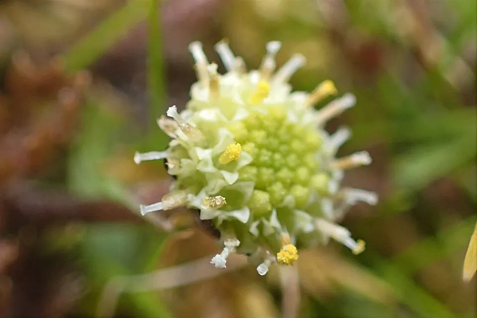 Barna lúgvirág / Leptinella squalida 'Platt's Black'