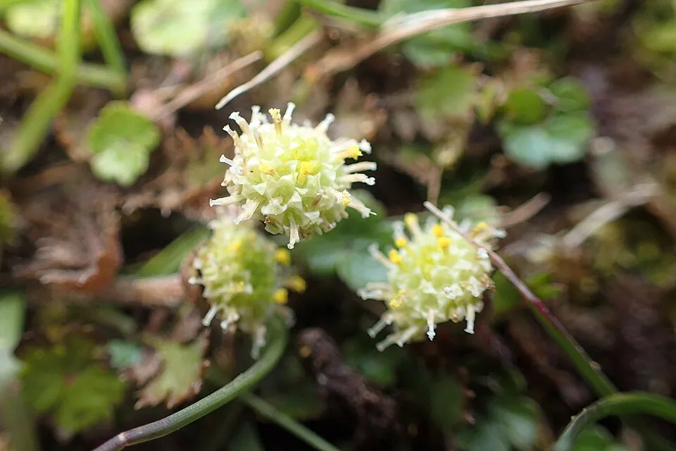 Barna lúgvirág / Leptinella squalida 'Platt's Black'