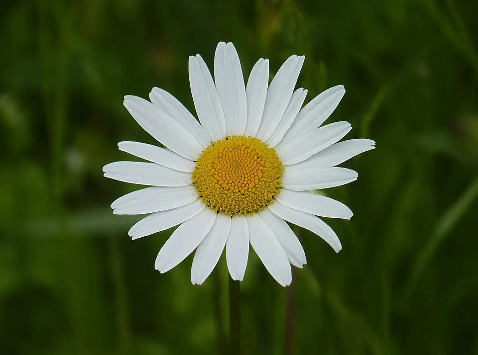 Margaréta / Leucanthemum 'Belgian Lace'