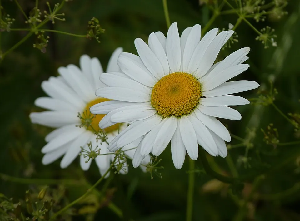 Margaréta / Leucanthemum 'Belgian Lace'