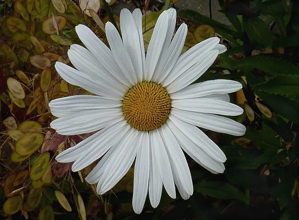 Margaréta / Leucanthemum 'Belgian Lace'