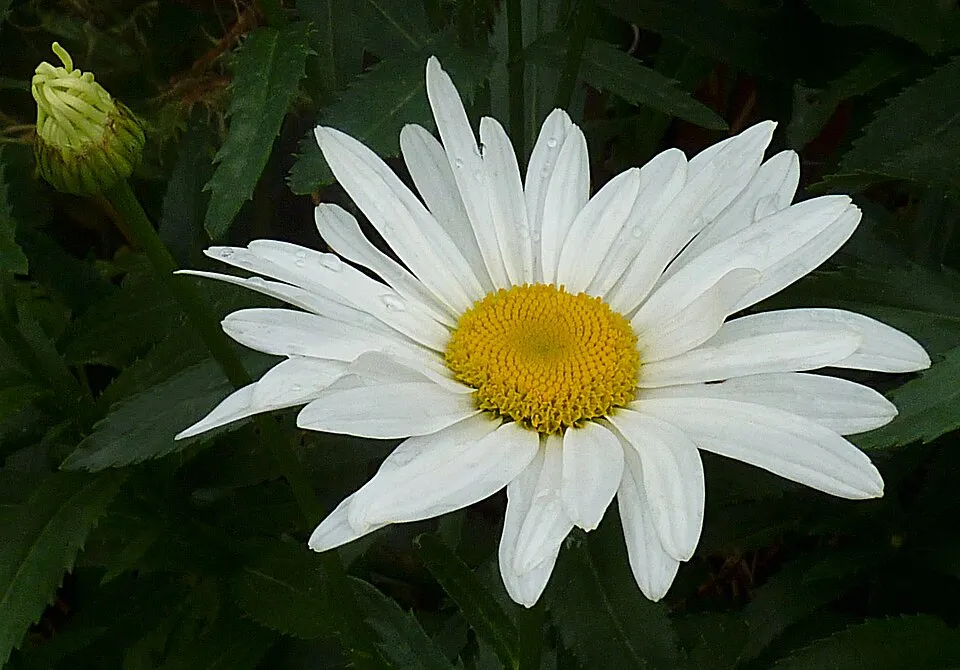 Margaréta / Leucanthemum 'Belgian Lace'