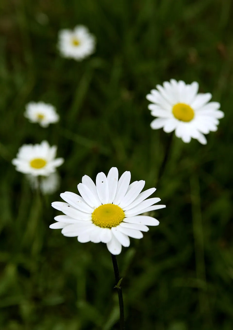 Margaréta / Leucanthemum 'Belgian Lace'