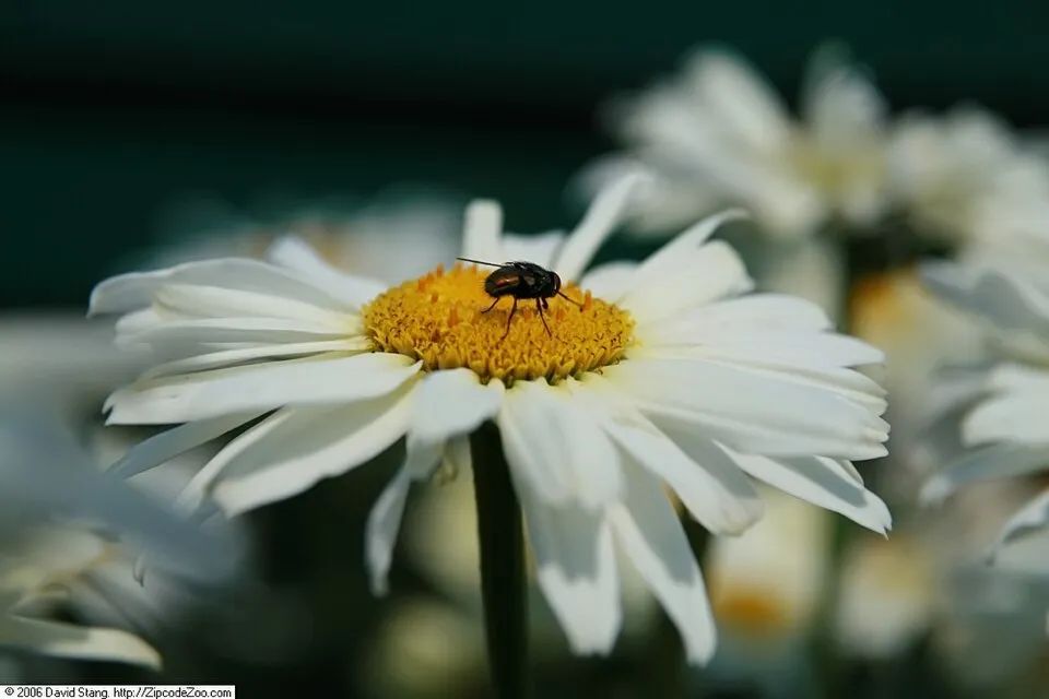 Margaréta / Leucanthemum BROADWAY LIGHTS® 'Cream'