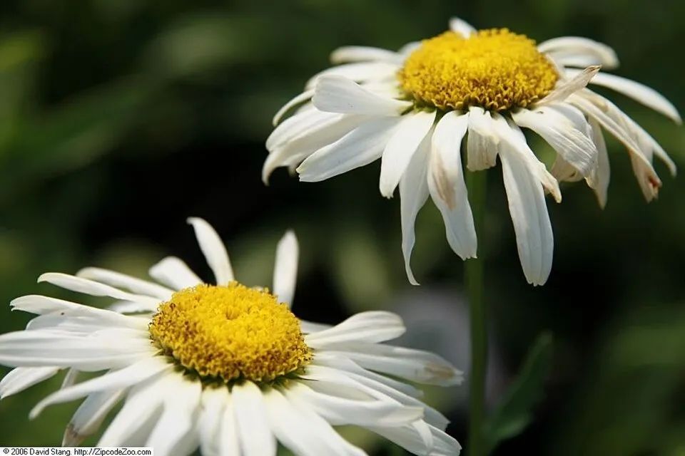 Margaréta / Leucanthemum BROADWAY LIGHTS® 'Cream'