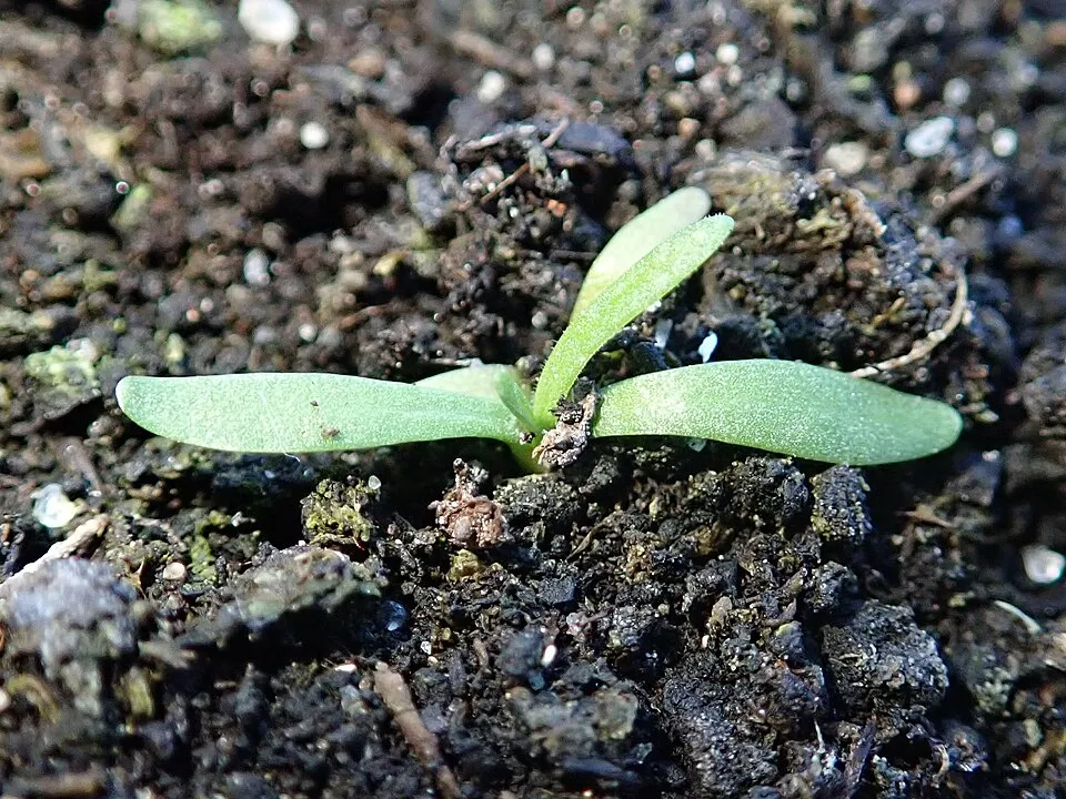 Borókalevelű pázsitszegfű / Armeria maritima