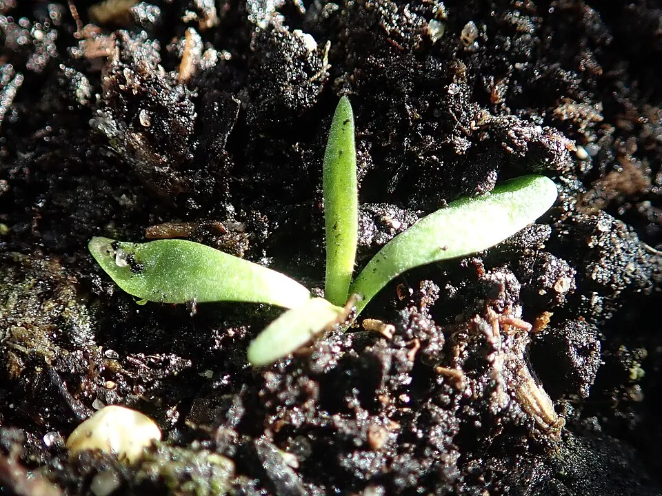 Borókalevelű pázsitszegfű / Armeria maritima