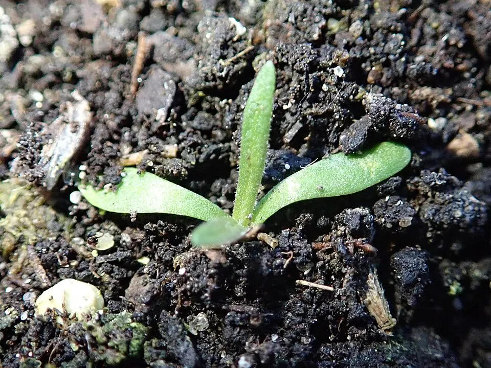 Borókalevelű pázsitszegfű / Armeria maritima