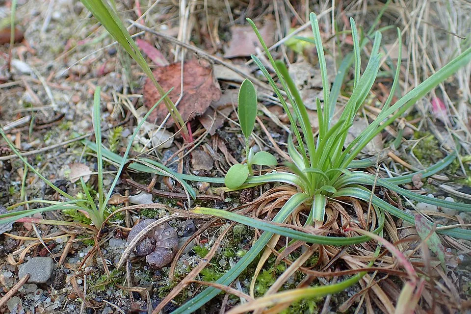 Borókalevelű pázsitszegfű / Armeria maritima