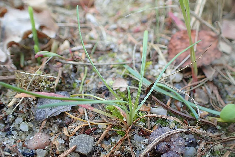 Borókalevelű pázsitszegfű / Armeria maritima