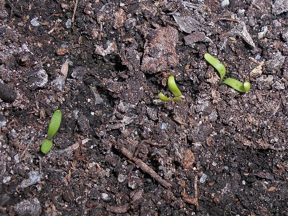 Borókalevelű pázsitszegfű / Armeria maritima
