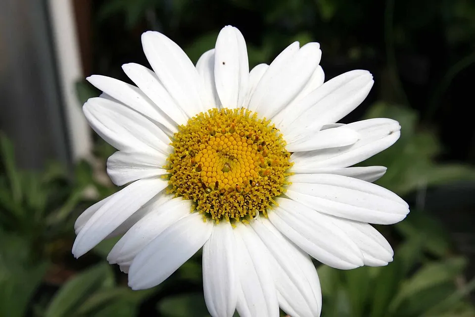 Hegyi margaréta / Leucanthemum × superbum 'Becky'