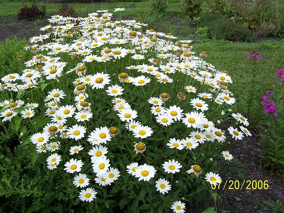 Hegyi margaréta / Leucanthemum × superbum 'Becky'