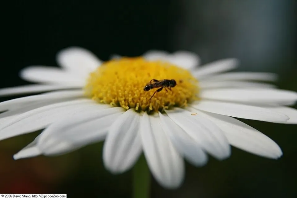 Hegyi margaréta / Leucanthemum × superbum 'Becky'