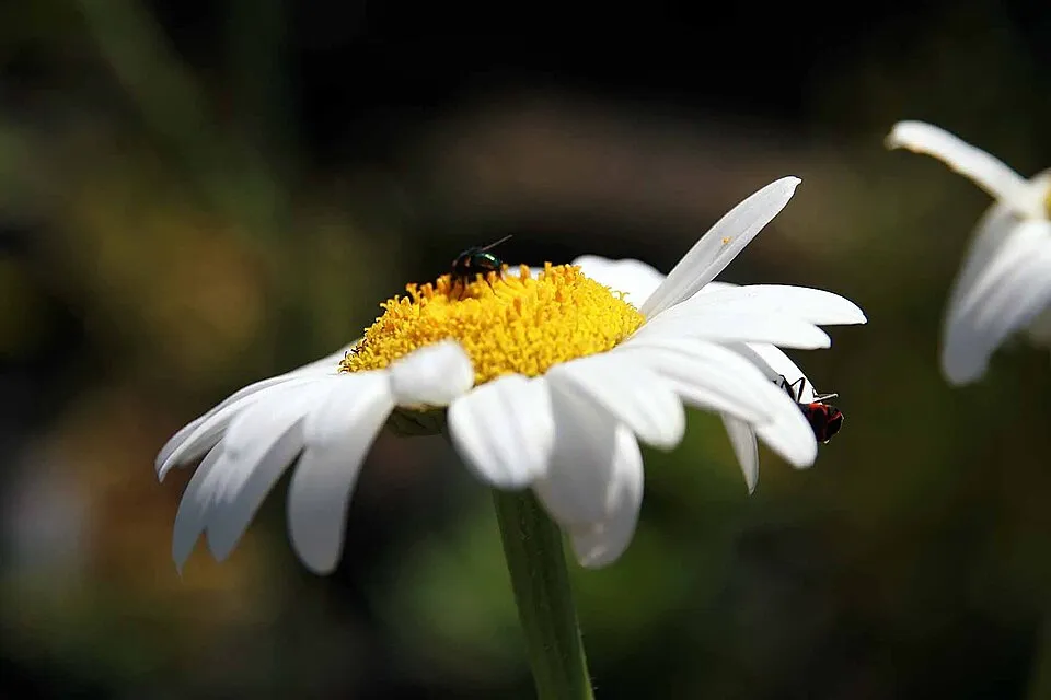 Hegyi margaréta / Leucanthemum × superbum 'Becky'