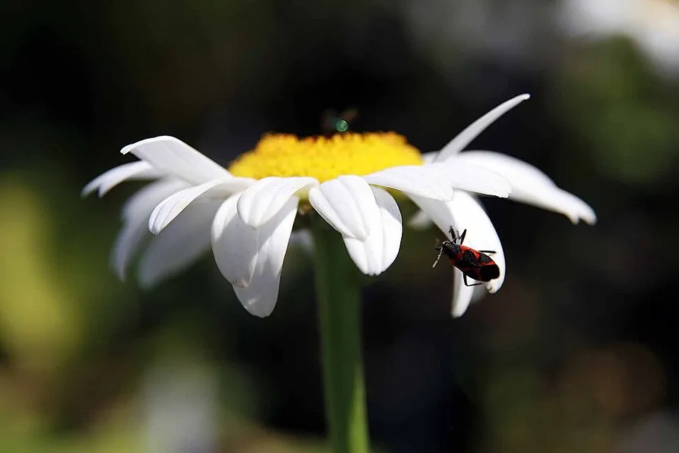 Hegyi margaréta / Leucanthemum × superbum 'Becky'