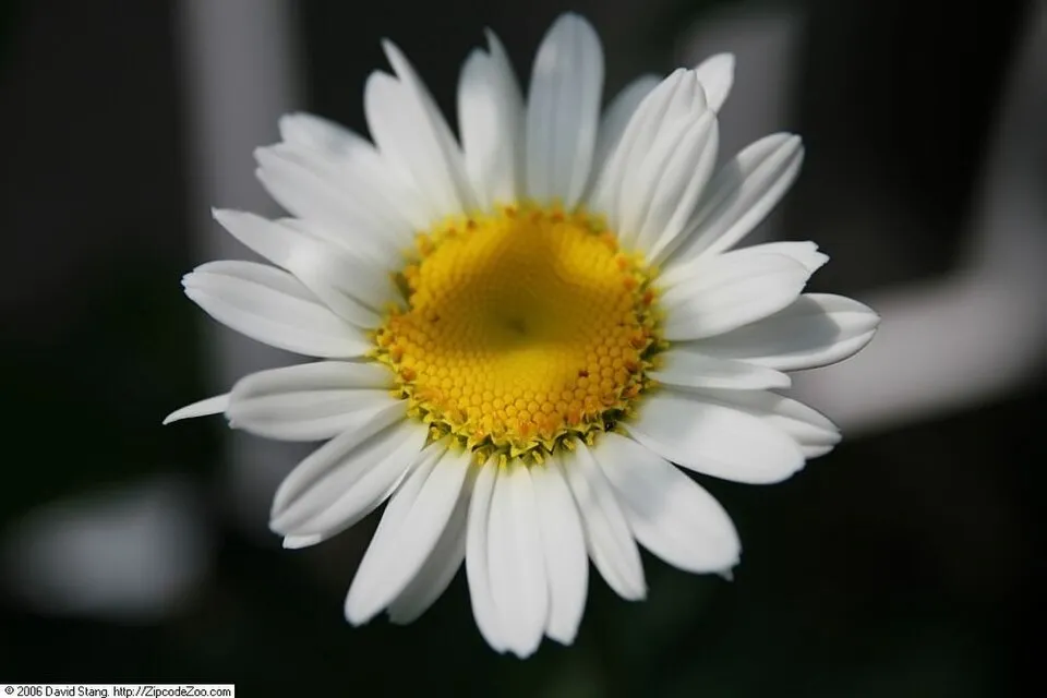 Hegyi margaréta / Leucanthemum × superbum 'Becky'