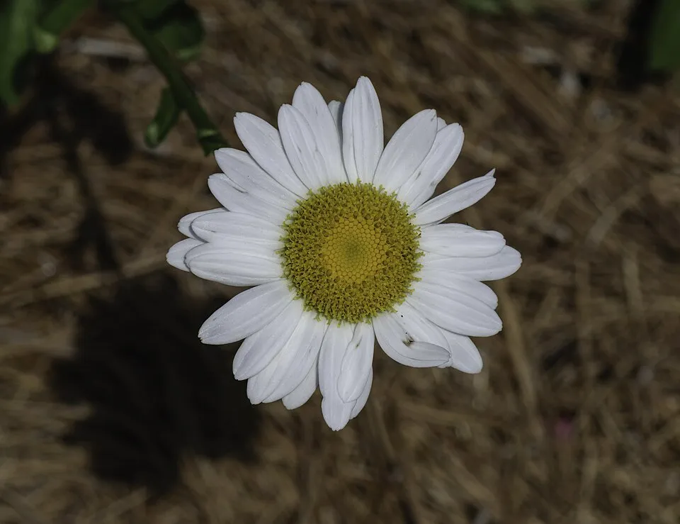 Hegyi margaréta / Leucanthemum × superbum 'Becky'