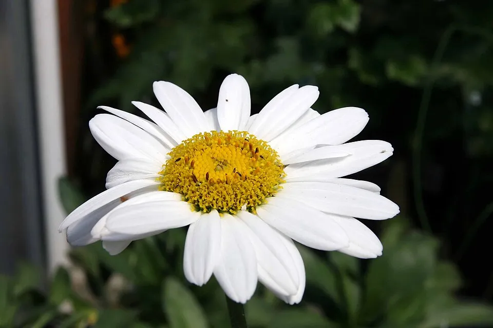 Hegyi margaréta / Leucanthemum × superbum 'Real Dream'