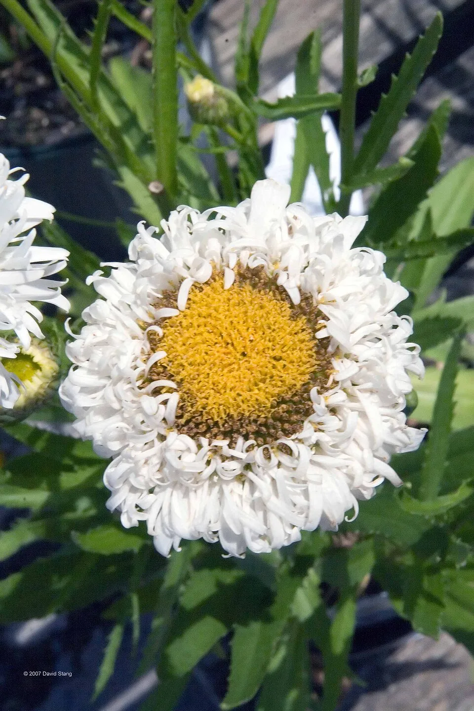 Hegyi margaréta / Leucanthemum × superbum 'Real Dream'