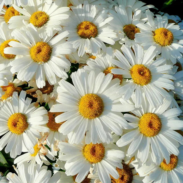 Hegyi margaréta / Leucanthemum × superbum 'Real Dream'