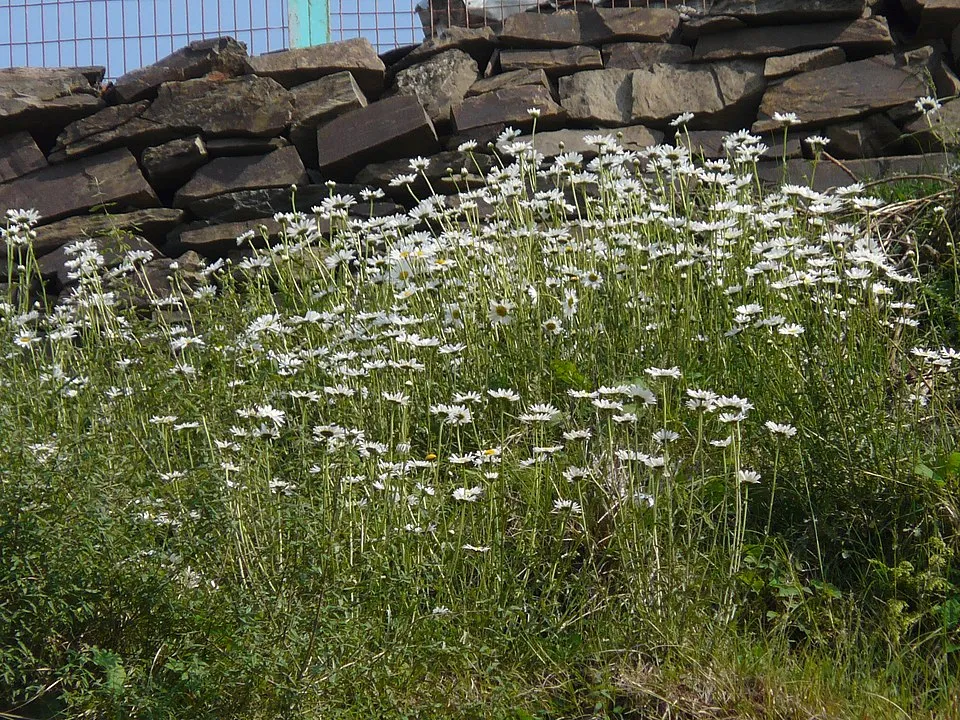 Hegyi margaréta / Leucanthemum × superbum 'Real Dream'