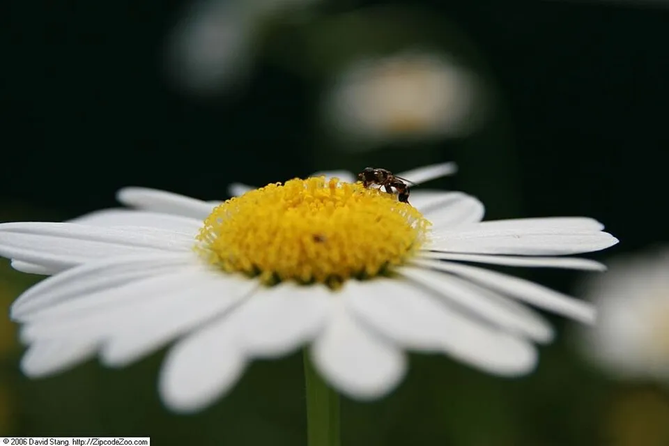 Hegyi margaréta / Leucanthemum × superbum 'Real Dream'