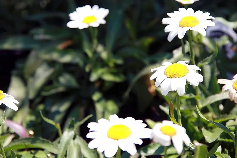 Hegyi margaréta / Leucanthemum × superbum 'Real Dream'