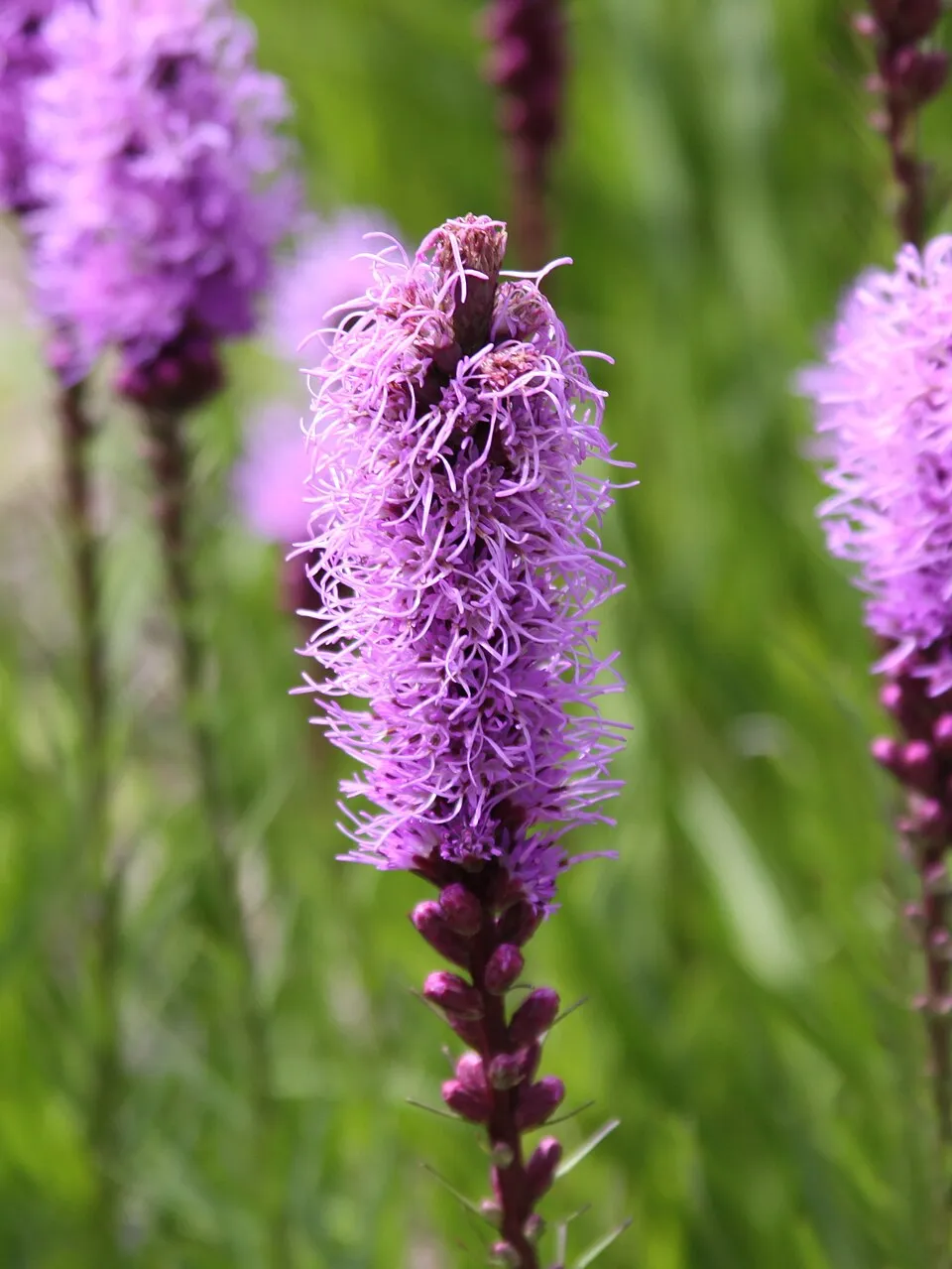 Füzéres díszcsorba / Liatris spicata