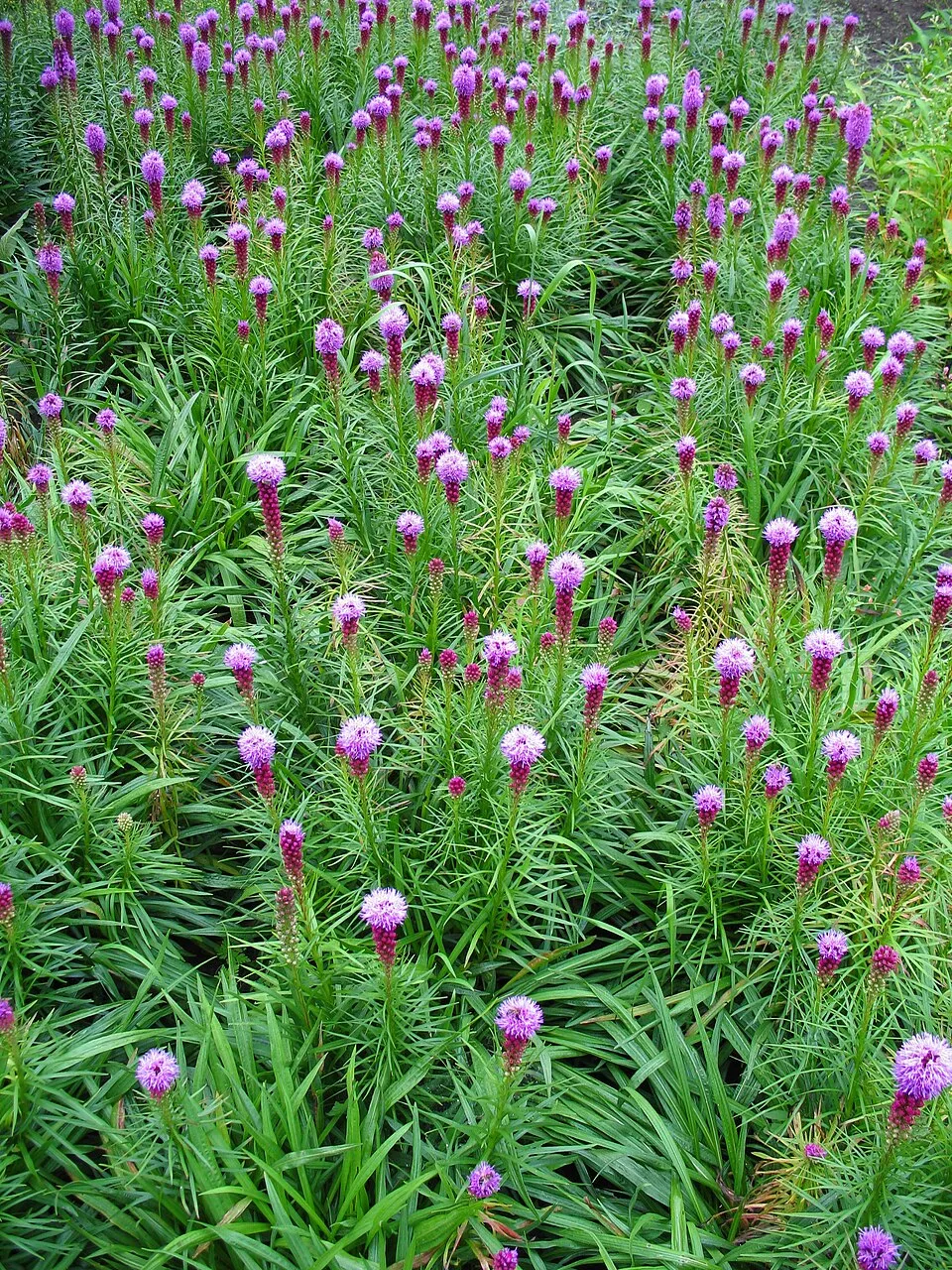 Füzéres díszcsorba / Liatris spicata