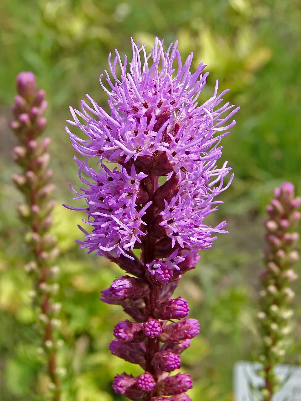 Füzéres díszcsorba / Liatris spicata